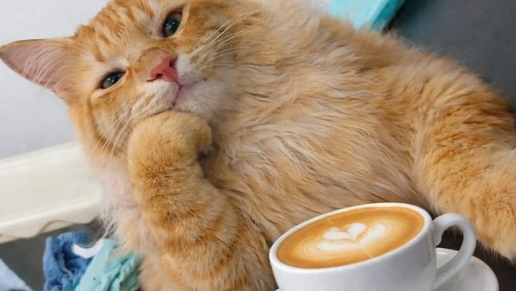 【備忘録】４大プログラミング言語思想の特徴とトレードオフ